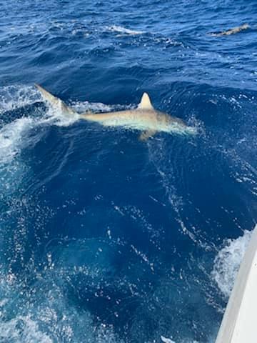 Ft Lauderdale Shark Fishing