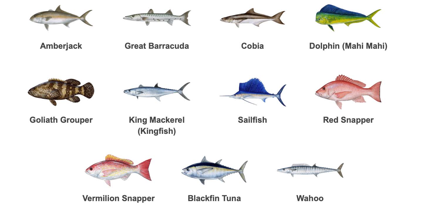 Types of Fish Fort Lauderdale